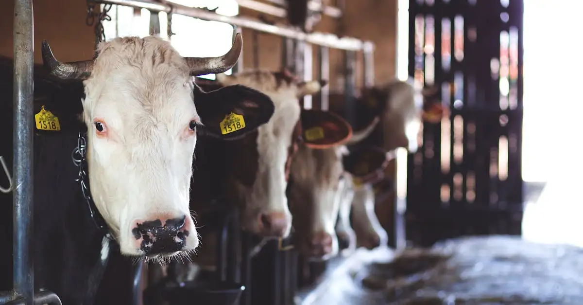 Kursus i mejeriteknologi: Lær om moderne mælkeproduktion